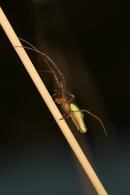 9456 Spider (Tetragnatha extensa)